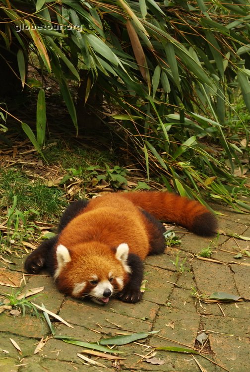 China, Chengdu, Panda Breeding base