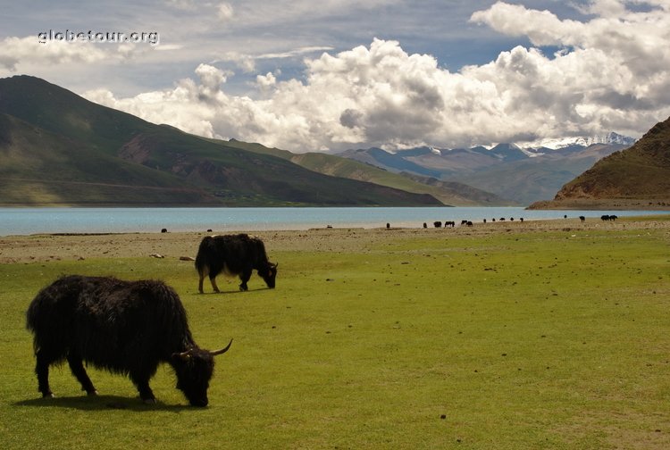 Tibet, yaks in frond of yamdrok lake