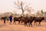 Niger,+Camino+de+Maradi