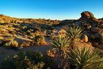 US,+California,+Joshua+Tree+National+Park,+Cottonwood+Spring