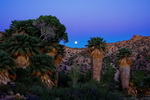 US,+California,+Joshua+Tree+National+Park,+Cottonwood+Spring