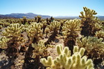 US,+California,+Joshua+Tree+National+Park,+Cholla+Cactus+Garden