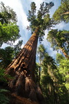 US,+Sequoya+National+Park,+big+sequoya