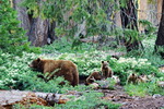 US,+Sequoya+National+Park,+bears