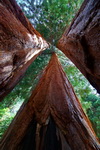 US,+Sequoya+National+Park,+sequoyas