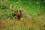 US,+California,+redwood+National+Park,+elk