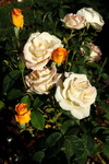 US,+Oregon,+Rose+garden,+Portland