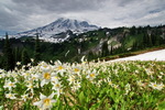 US,+Washington,+Mount+Rainier+National+Park