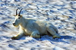 US,+Montana,+Glacier+National+Park,+mountain+goat