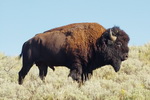 US,+Yellowstone+National+Park,+buffalo
