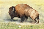 US,+Yellowstone+National+Park,+Buffalo