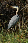 US,+Florida,+Everglades+NP,+blue+heron