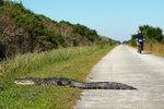 US,+Florida,+Everglades+NP,+aligators