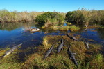 US,+Florida,+Everglades+NP,+aligators