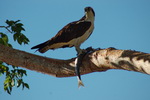 US,+Florida,+Everglades+NP,+eagle+eating+fish