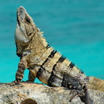 Mexic,+Tulum,+Iguana