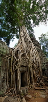 Cambodia,+Angkor,+Ta+Prohm+temple