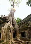 Cambodia,+Angkor,+Ta+Prohm+temple