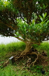 Malaysia,+Penang,+bonsai+in+chinesse+temple