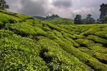 Malaysia,+Cameron+Highlands,+Boh+tea+plantation