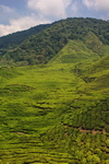 Malaysia,+Cameron+Highlands,+Boh+tea+plantation