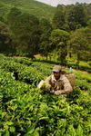 Malaysia,+Cameron+Highlands,+Boh+tea+plantation