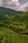Malaysia,+Cameron+Highlands,+Boh+tea+plantation