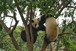 China,+Chengdu,+Panda+Breeding+base