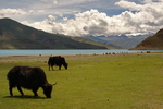 Tibet,+yaks+in+frond+of+yamdrok+lake