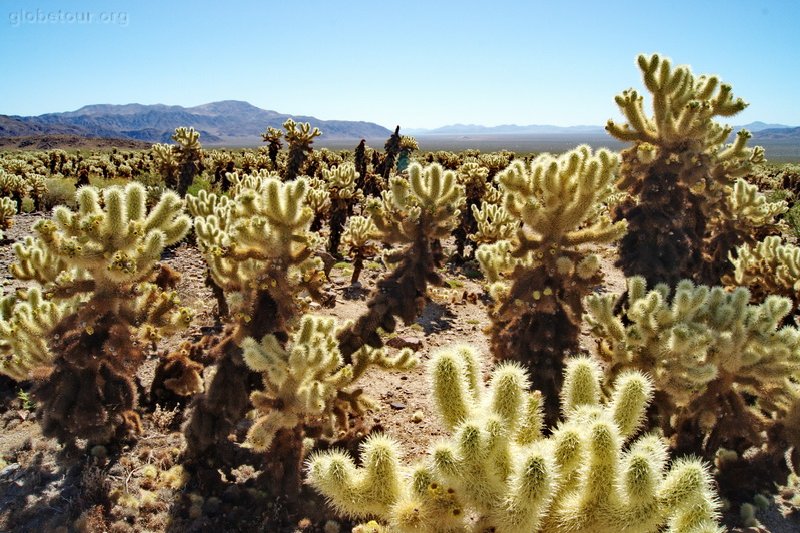 US, California, Joshua Tree National Park, Cholla Cactus Garden