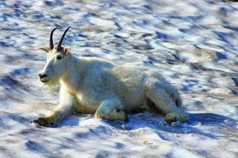 US, Montana, Glacier National Park, mountain goat