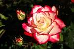 US,+Oregon,+Rose+garden,+Portland